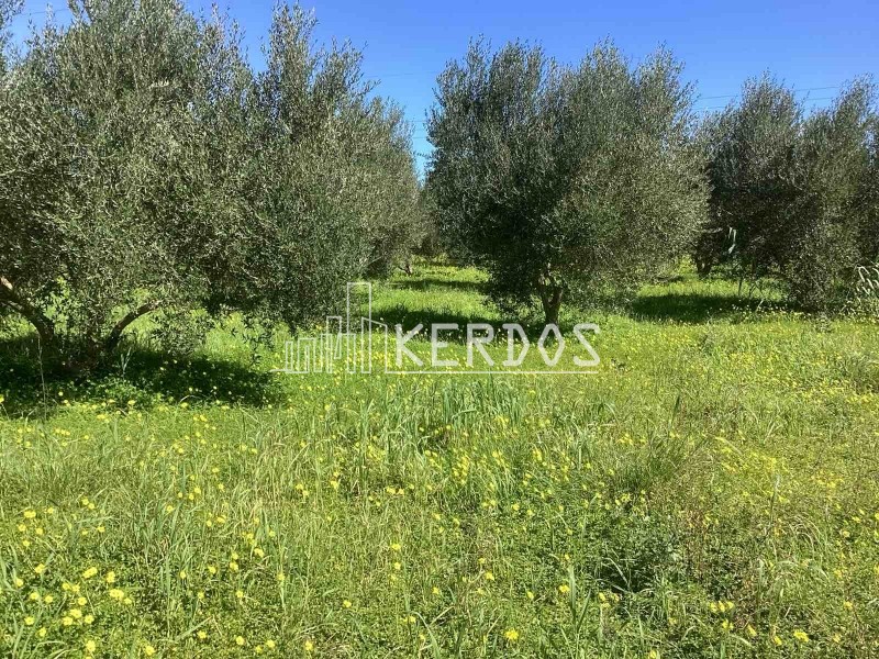 Οικόπεδο 4.086 τ.μ. προς πώληση, Νέο Χωριό Αρμενών