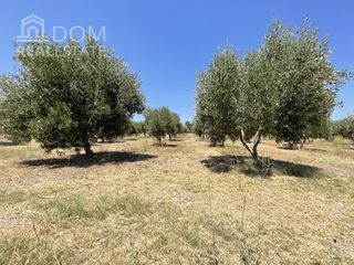 Αγροτεμάχια 72.000 τ.μ. για πώληση