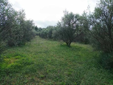 Parcel 2.000sqm for sale-Xilokastro » Riza