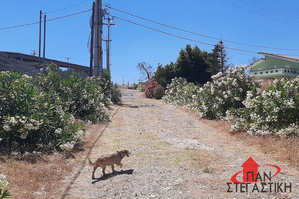 Αγροτεμάχια 570 τ.μ. πρός πώληση, Αττική - Υπόλοιπο, Αφίδνες