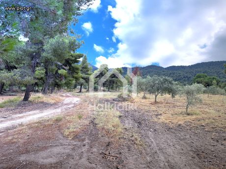Αγροτεμάχια 10.000τ.μ. για πώληση-Σιθωνία » Παρθενώνας