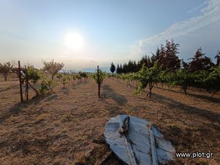 Οικόπεδο 5.100 τ.μ. για πώληση, Ν. Ροδόπης, Κομοτηνή-thumb-1