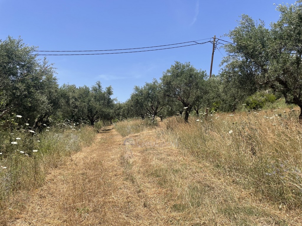 Αγροτεμάχια 6.800 τ.μ. προς πώληση, Χελωναριά