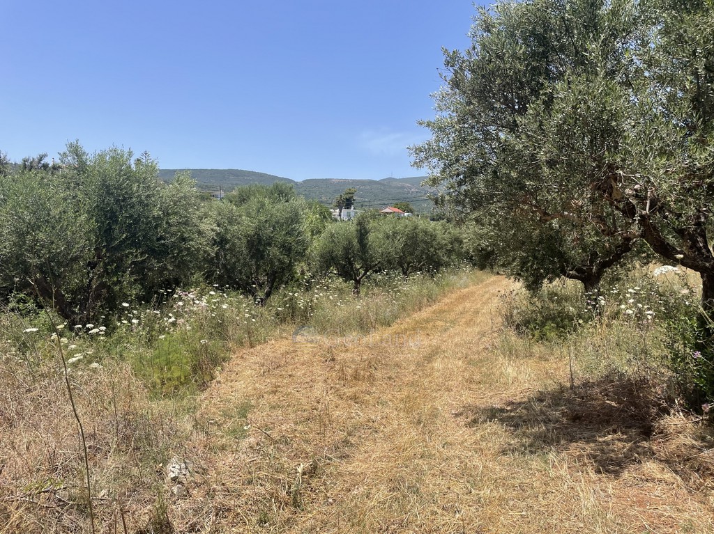 Αγροτεμάχια 6.800 τ.μ. προς πώληση, Χελωναριά