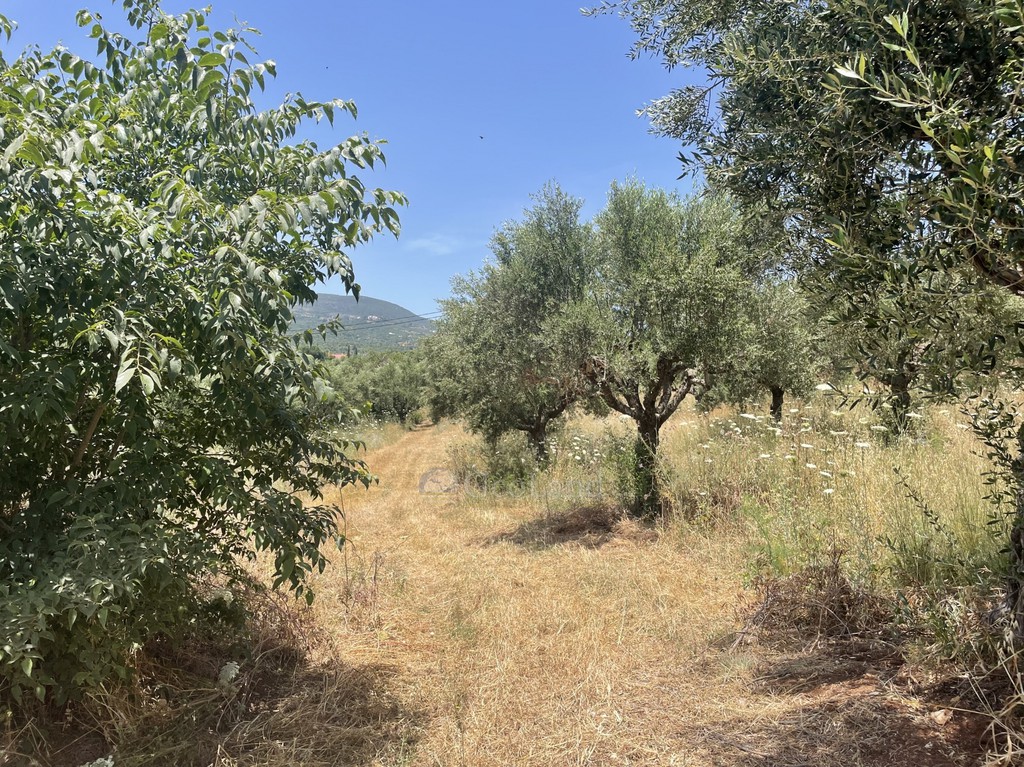 Αγροτεμάχια 6.800 τ.μ. προς πώληση, Χελωναριά