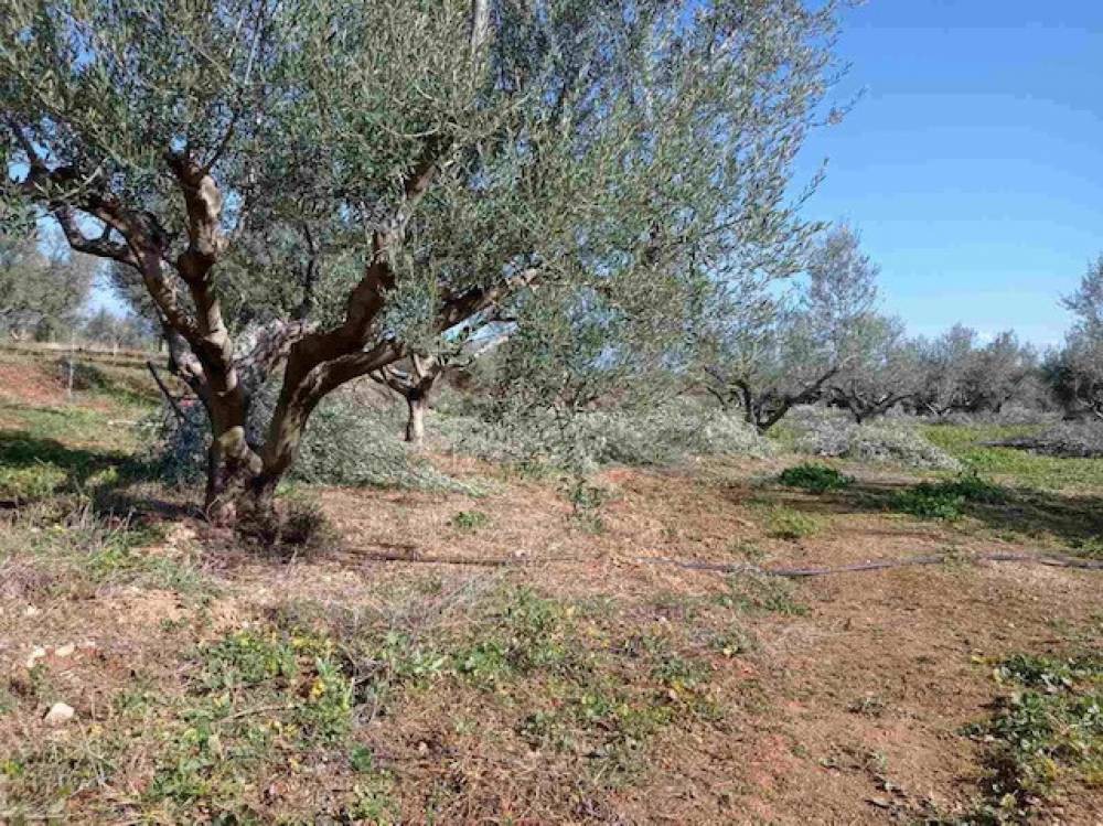 Αγροτεμάχια 2.600 τ.μ. πρός πώληση, Κορινθία, Ξυλόκαστρο