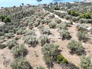Αγροτεμάχια 9.700 τ.μ. για πώληση, Αργολίδα, Ασίνη-thumb-14