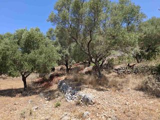 Αγροτεμάχια 6.488 τ.μ. για πώληση, Ν. Λευκάδας, Λευκάδα-thumb-15