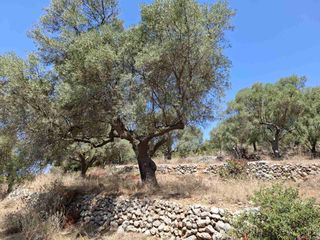 Αγροτεμάχια 6.488 τ.μ. για πώληση, Ν. Λευκάδας, Λευκάδα-thumb-17