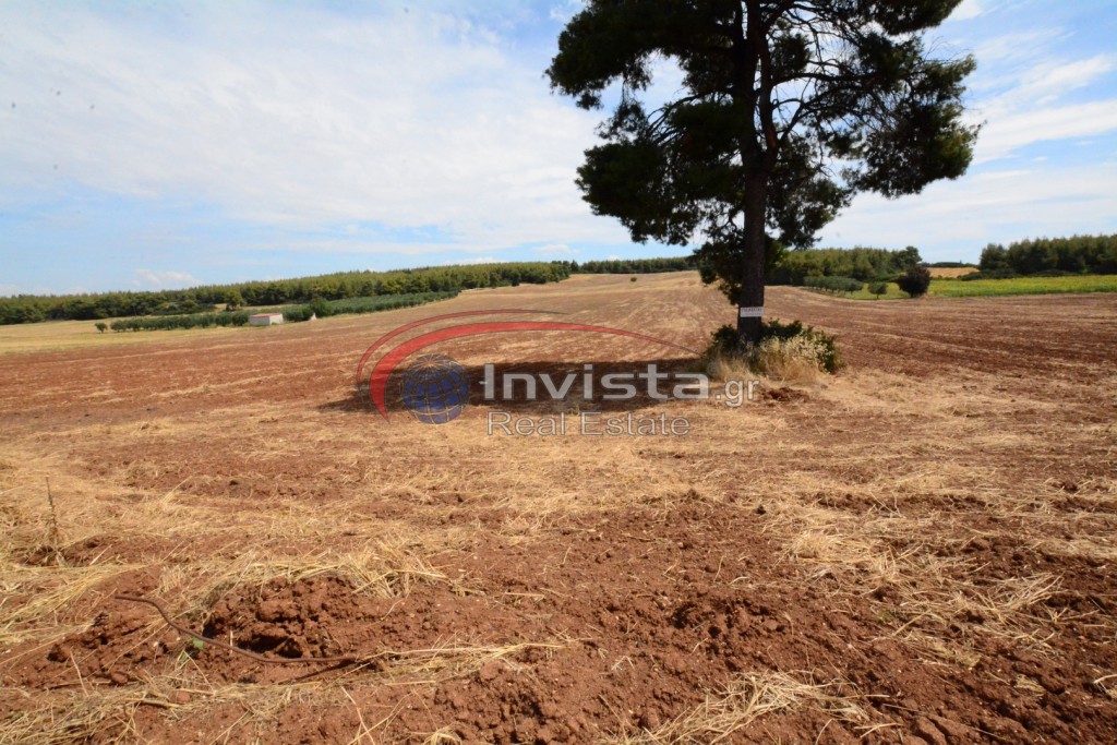 Αγροτεμάχια 13.000 τ.μ. προς πώληση, Πύργος Σανή