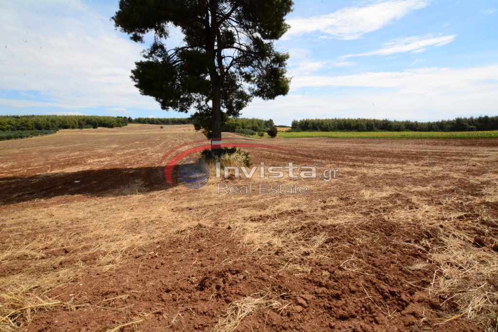 Αγροτεμάχια 13.000 τ.μ. προς πώληση, Πύργος Σανή