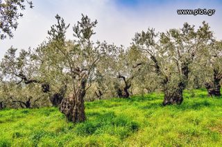 Αγροτεμάχια 1.700 τ.μ. για πώληση, Ν. Καβάλας, Θάσος-thumb-1