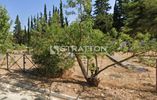 Land plot 970sqm for sale-Nea Erithraia » Kastritsa