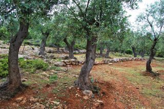 Αγροτεμάχια 4.493 τ.μ. για πώληση, Ν. Καβάλας, Θάσος-thumb-2