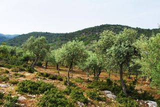 Αγροτεμάχια 4.493 τ.μ. για πώληση, Ν. Καβάλας, Θάσος-thumb-1