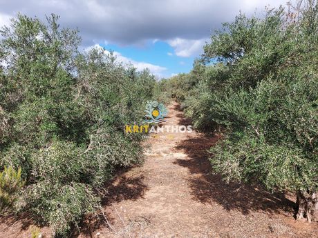 Αγροτεμάχια 9.000 τ.μ. για πώληση