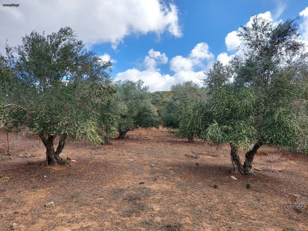Αγροτεμάχια 9.000 τ.μ. πρός πώληση, Ν. Ρεθύμνου, Αρκάδι