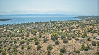 Αγροτεμάχια 14.900 τ.μ. για πώληση, Αργολίδα, Κρανίδι-thumb-10