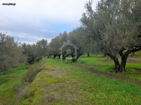 Αγροτεμάχια 4.200 τ.μ. για πώληση, Μεσσηνία, Πύλος