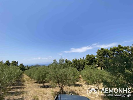 Αγροτεμάχια 8.000τ.μ. για πώληση-Κασσάνδρα » Πευκοχώρι
