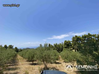 Αγροτεμάχια 8.000 τ.μ. για πώληση