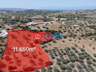 Αγροτεμάχια 11.650 τ.μ. για πώληση