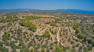 Αγροτεμάχια 8.654 τ.μ. για πώληση, Αργολίδα, Κρανίδι-thumb-7