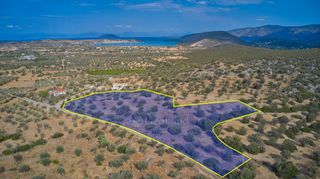 Αγροτεμάχια 14.287 τ.μ. για πώληση, Αργολίδα, Κρανίδι-thumb-1