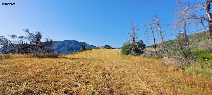 Αγροτεμάχια 34.000 τ.μ. προς πώληση, Δαμιά