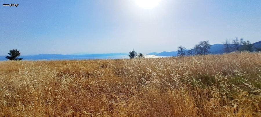 Αγροτεμάχια 34.000 τ.μ. προς πώληση, Δαμιά