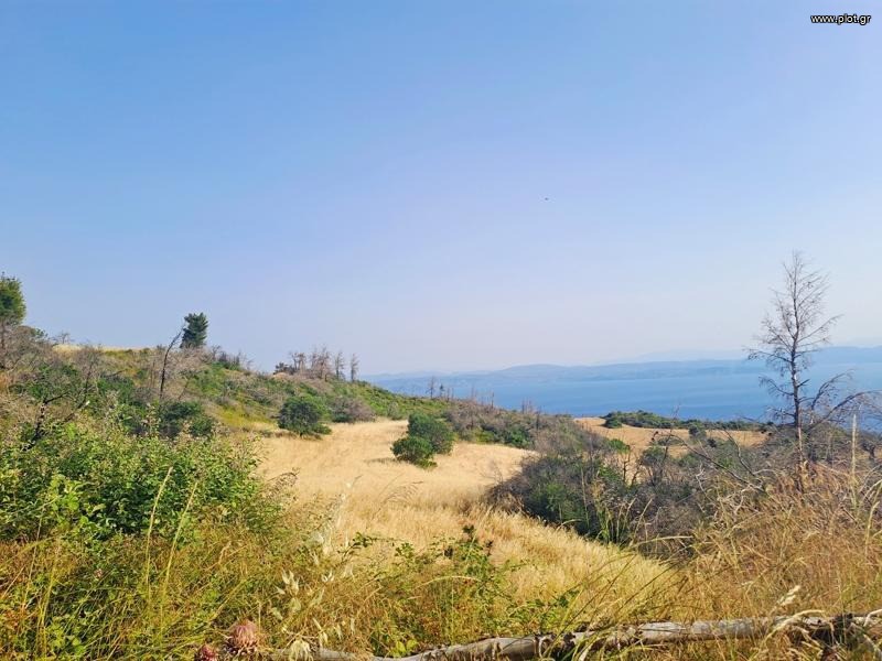 Αγροτεμάχια 34.000 τ.μ. προς πώληση, Δαμιά