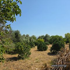 Οικόπεδο 6.700 τ.μ. πρός πώληση, Εύβοια, Ερέτρια-thumb-6