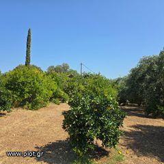 Οικόπεδο 6.700 τ.μ. πρός πώληση, Εύβοια, Ερέτρια-thumb-15