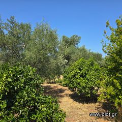 Οικόπεδο 6.700 τ.μ. πρός πώληση, Εύβοια, Ερέτρια-thumb-16