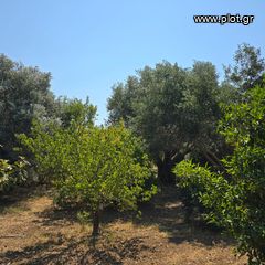 Οικόπεδο 6.700 τ.μ. πρός πώληση, Εύβοια, Ερέτρια-thumb-19
