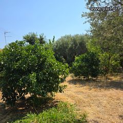 Οικόπεδο 6.700 τ.μ. πρός πώληση, Εύβοια, Ερέτρια-thumb-18
