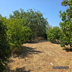 Οικόπεδο 6.700 τ.μ. πρός πώληση, Εύβοια, Ερέτρια-thumb-17