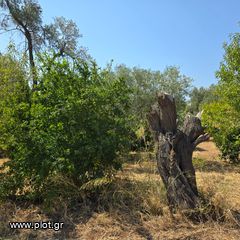 Οικόπεδο 6.700 τ.μ. πρός πώληση, Εύβοια, Ερέτρια-thumb-21