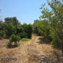 Οικόπεδο 6.700 τ.μ. πρός πώληση, Εύβοια, Ερέτρια-thumb-20