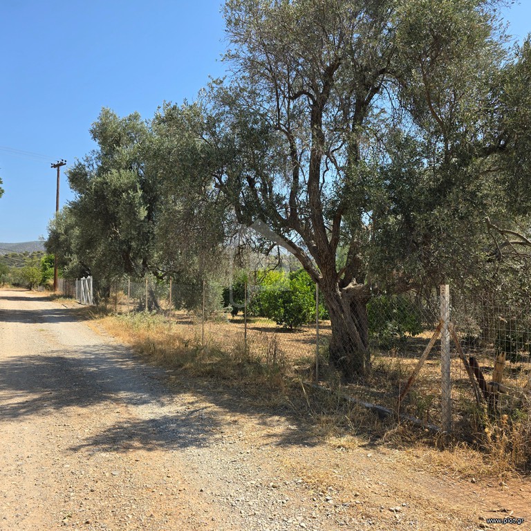 Οικόπεδο 6.700 τ.μ. προς πώληση, Μαλακώντα