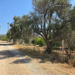 Οικόπεδο 6.700 τ.μ. πρός πώληση, Εύβοια, Ερέτρια-thumb-4