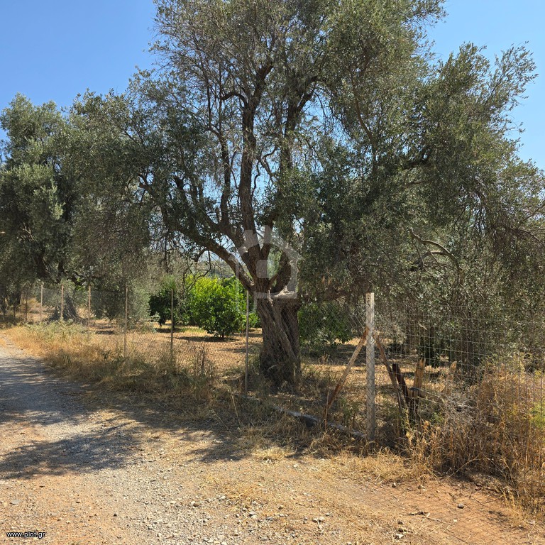 Οικόπεδο 6.700 τ.μ. προς πώληση, Μαλακώντα