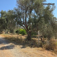 Οικόπεδο 6.700 τ.μ. πρός πώληση, Εύβοια, Ερέτρια-thumb-2