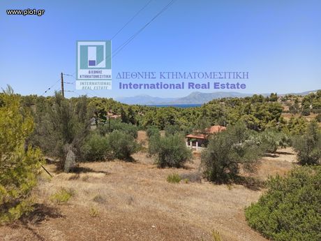 Αγροτεμάχια 5.500τ.μ. για πώληση-Αλεποχώρι