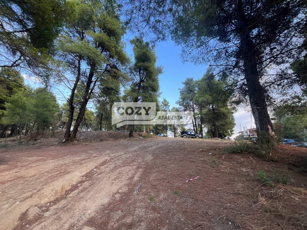 Οικόπεδο 5.200 τ.μ. προς πώληση, Σίβηρη
