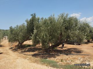 Αγροτεμάχια 7.356 τ.μ. για πώληση, Μεσσηνία, Γαργαλιάνοι-thumb-1