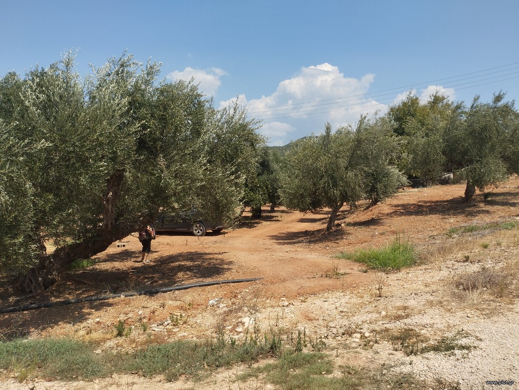 Αγροτεμάχια 7.356 τ.μ. προς πώληση, Κέντρο Γαργαλιάνων