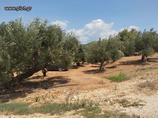 Αγροτεμάχια 7.356 τ.μ. για πώληση, Μεσσηνία, Γαργαλιάνοι-thumb-2