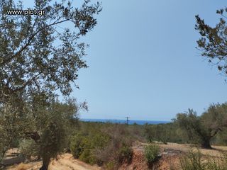 Αγροτεμάχια 7.356 τ.μ. για πώληση, Μεσσηνία, Γαργαλιάνοι-thumb-3