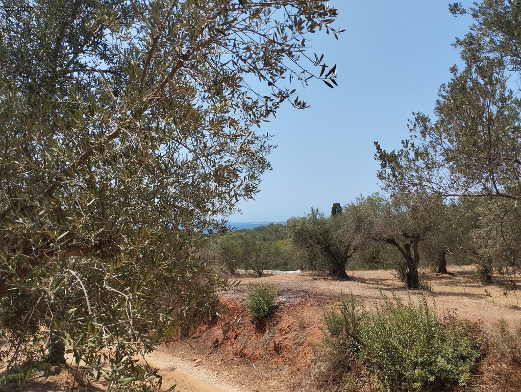 Αγροτεμάχια 7.356 τ.μ. προς πώληση, Κέντρο Γαργαλιάνων